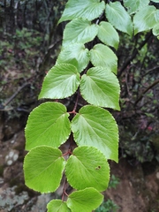 Viburnum sympodiale