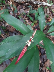 Heliconia acuminata