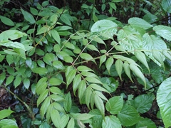 Aralia chinensis