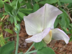 Lathyrus odoratus