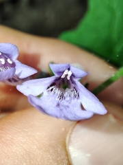 Glechoma hederacea