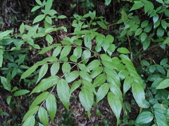 Aralia chinensis