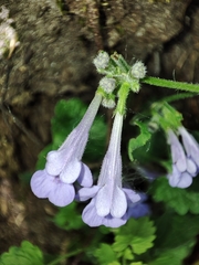 Glechoma hederacea
