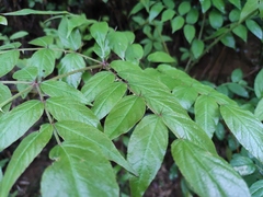 Aralia chinensis