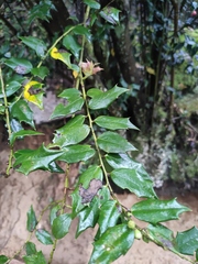 Ilex pernyi