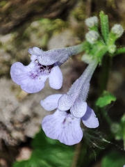Glechoma hederacea