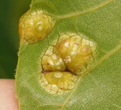 Phylloxera russellae
