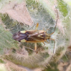 Closterotomus putoni