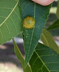 Phylloxera russellae