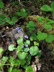 Glechoma hederacea