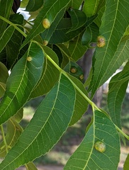 Phylloxera russellae