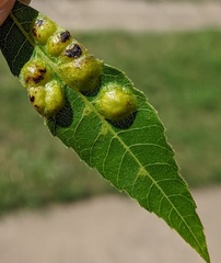 Phylloxera russellae