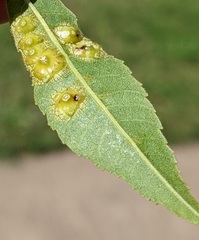 Phylloxera russellae