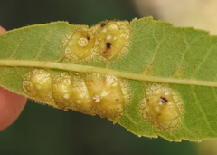 Phylloxera russellae