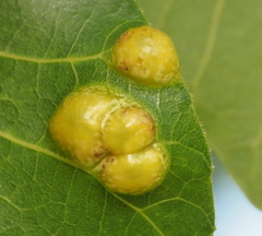 Phylloxera russellae