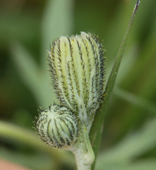 Pilosella lactucella