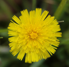 Pilosella lactucella