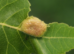 Phylloxera notabilis