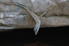 Anolis bartschi