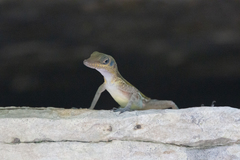 Anolis bartschi