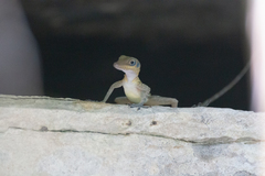 Anolis bartschi