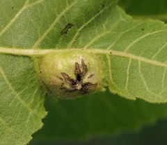 Phylloxera notabilis