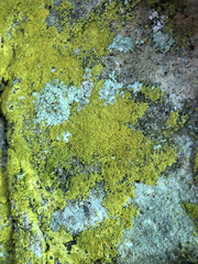 Leproplaca xantholyta