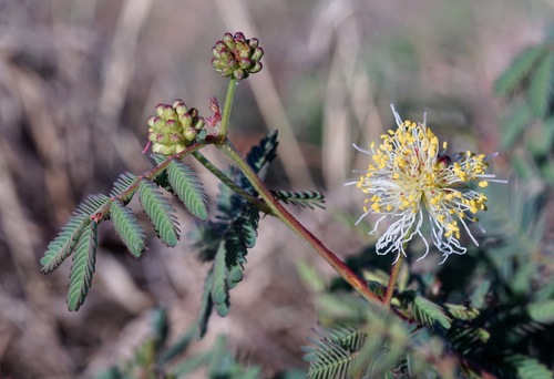 Image of Cooley's Bundleflower (Desmanthus cooleyi) by (c) Andrew Tree, some rights reserved (CC BY)