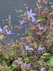 Campanula poscharskyana