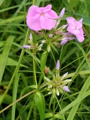 Phlox glaberrima