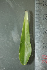 Pilosella lactucella