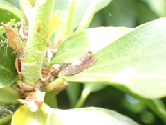 Dichrorampha alpinana