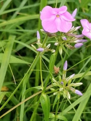 Phlox glaberrima