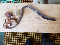Serrivomer beanii