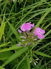 Phlox glaberrima