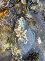 Spirobranchus triqueter