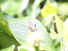 Ischnus inquisitorius