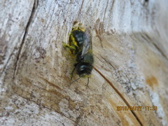 Osmia lignaria propinqua