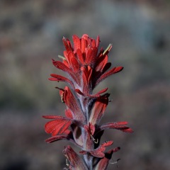 Castilleja lanata