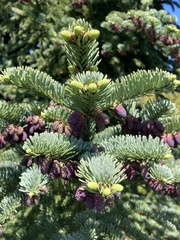 Abies nordmanniana