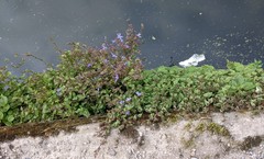 Campanula poscharskyana