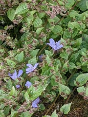Campanula poscharskyana