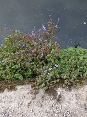 Campanula poscharskyana