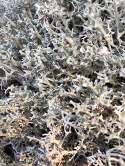 Cladonia boryi