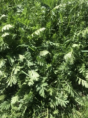 Tanacetum vulgare