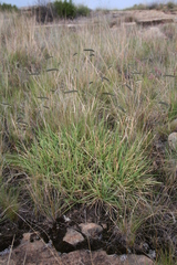 Harpochloa falx
