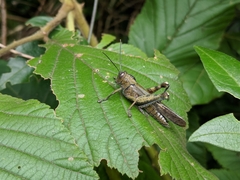 Abisares viridipennis