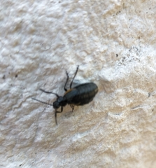 Arima marginata