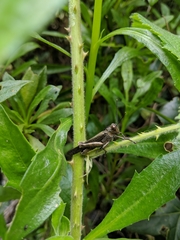 Abisares viridipennis