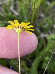 Euryops ericoides